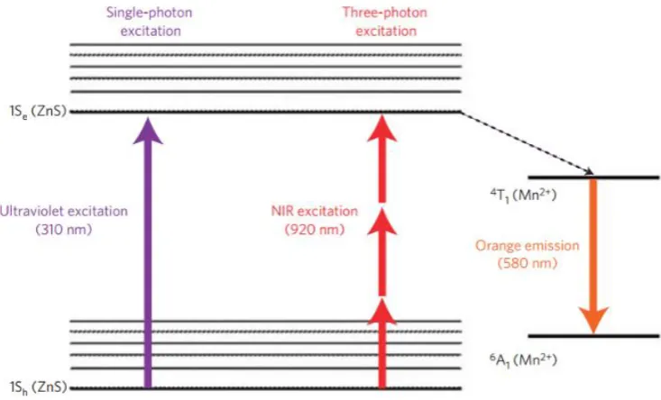 Figure 1-5: Diagram explaining Mn(II) doping effect on ZnS quantum dots 