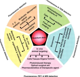 Figure 1-18: The numerous uses for quantum dots in biomedical applications. Reproduced fromref