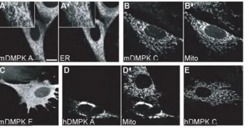 Figure  4  •  Su bcellular  localization  of  DMPK  splice  isoforms. N - te r m in a l  Y F P - D M P K   fu s io n   p ro te in s   w e r e   e x p r e s s e d   in  D M P K   KO  m y o b la s ts   and  v is u a liz e d   by  c o n fo c a l  la s e r   s