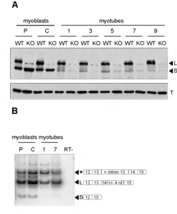 Figure  3  •  DMPK  protein  ex­
