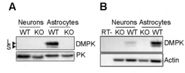 Figure  4  •  DMPK  expres­