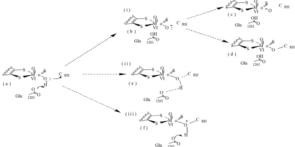 Figure 2. A hypothetical scheme for the de-protonation of Ö¯Mo bound HOH and transfer of HOH from OHMo to (XOR)-Glu1261