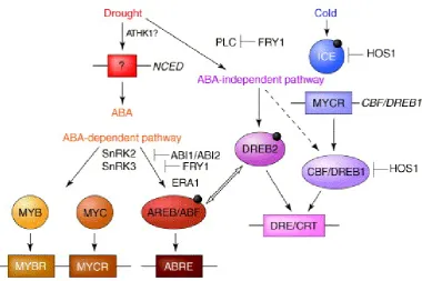 Figure 1.2:Crosstalk between regulatory networks indrought and cold.the stimuli, with round nodes being transcription factors and the rectangular nodesbeing their corresponding binding motifs in the promoters of the genes they tar-get