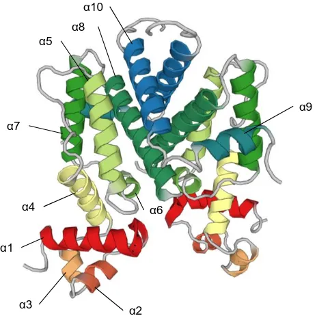 Figure 1-10  – Structure of TetR repressor (PDB: 2TRT) from E. coli. 