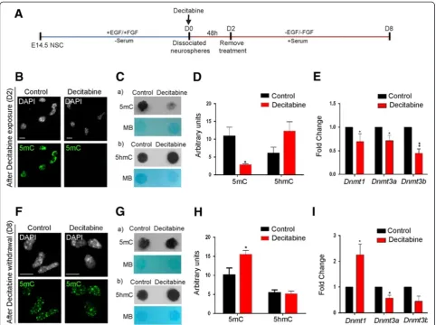Figure 4 Effect of decitabine on global DNA methylation (5mC and 5hmC) and Dnmt genes in differentiating neural stem cells (NSC).(A) Schematic representation of decitabine treatment