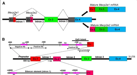 Figure 1 Schematics of the Methyl CpG binding protein 2 gene (Mecp2), Mecp2e1/e2 transcripts, and known regulatory elements (REs).(A) Generation of MeCP2 isoforms by alternative splicing; mature Mecp2e1 transcripts comprise of exons 1, 3, and 4