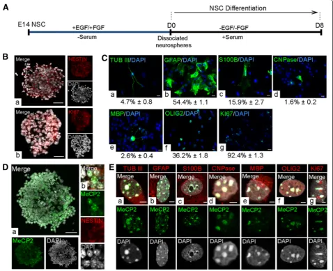 Figure 2 Characterizing in vitro neural stem cells to study Methyl CpG binding protein 2 (MeCP2) expression