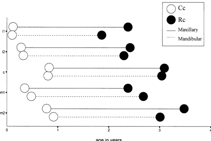 Fig. 4. Timing of root growth, from average crown complete stage to root complete stage