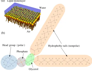 Figure 1.1: (a) Schematic diagram of lipids (amphiphilic molecules) which form aLangmuir monolayer at a water-air interface, and (b) the structural formula of asingle lipid shown above as a 1,2-dipalmitoyl-sn-glycero-3-phosphocholine molecule(abbreviated D
