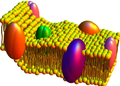 Figure 1.3: A three-dimensional representation and cross-sectional views of a biolog-ical membrane in a modern perspective of the ﬂuid mosaic model originally proposedby Singer and Nicolson [26] in 1972