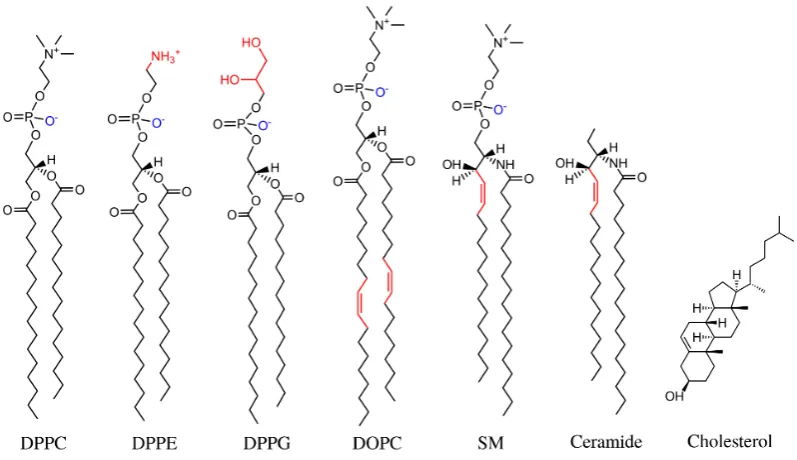 Figure 1.4: The chemical structure of some common membrane lipids. Three phos-pholipids with two palmitic chains are shown, where the head groups are givenby phosphatidylcholine (DPPC), phosphatidylethanolamine (DPPE), phosphatidyl-glycerol (DPPG), as well