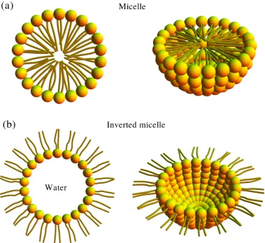 Figure 1.5: Structures of micelles formed by amphiphilic molecules.Equatorialcross-sections (on left-hand-side) and three-dimensional views (on right-hand-side)of a spherical micelle, see (a), and an inverted spherical micelle, as shown in (b).