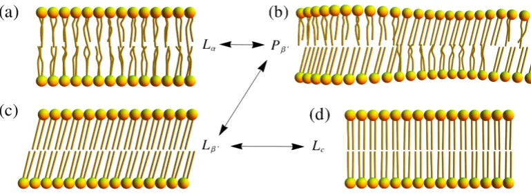 Figure 1.8: Schematic diagram of the phases within a lipid bilayer, where the temper-ature decreases from (a) to (d)