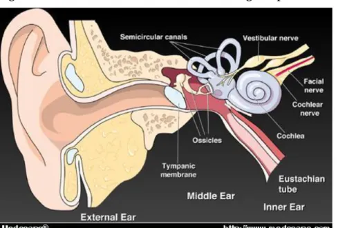 Figure 6.21.1. Illustration of the different hearing compartment of the ear. 3