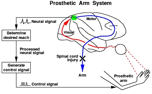 Figure 1-1 Idealized neural prosthetic system 