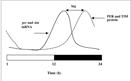 Fig. 1 permRNA and proteinscycle during aLD12:12 cycle or in and timconstant darkness  