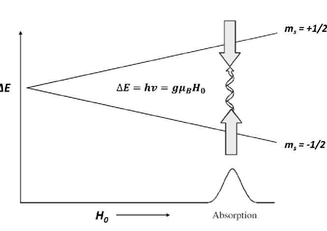 Figure 2.1. The Zeeman Effect during an EPR experiment. External magnetic field (H0) is swept while the microwave radiation (hv) is kept constant