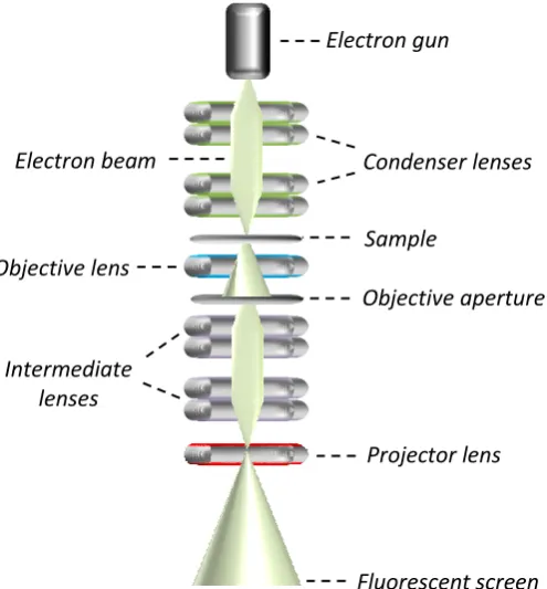 Fig. 2.7 TEM schematic: a high voltage electron beam is used to project a sample 
