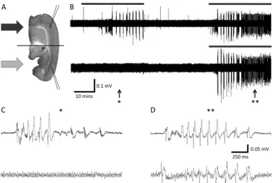 Figure 2.7: Example recording of induced epileptiform activity, demonstrating the eﬀec-tiveness of the chamber both with respect to targeted perfusion and the maintenance oftissue viability