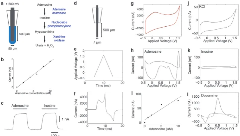 Figure 4.1: Methods for the measurement of adenosine: Fixed Potential Amperometry(FPA) and Fast Scan Cyclic Voltammetry (FSCV)