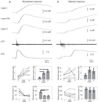 Figure 4.4: Layer dependence of monophasic (a) and bisphasic (b) purine release as measuredwith FPA biosensors