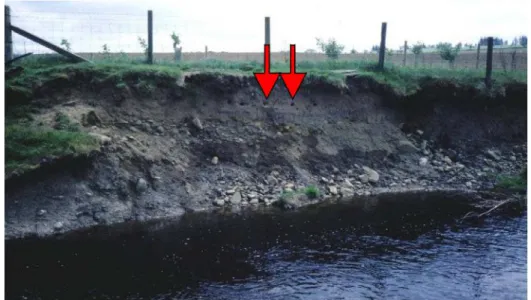Figure 2 Habitats such as sand martin burrows can be destroyed during the construction  phase 