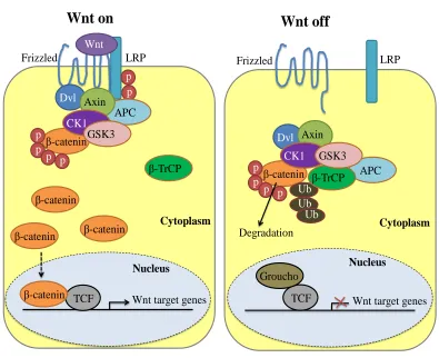 Figure 1.5.3  Wnt signalling pathway 