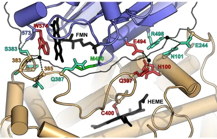 Figure 1.5: Interface between the FMN (blue backbone) and heme domain (brown 