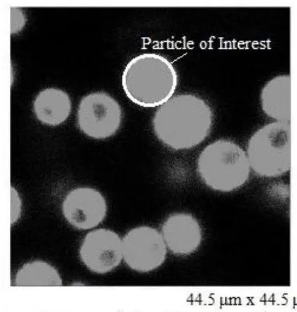 Figure 2.4 – CLSM Image from one cross-sectional plane of the sampling area where a particle is selected as the Particle of Interest