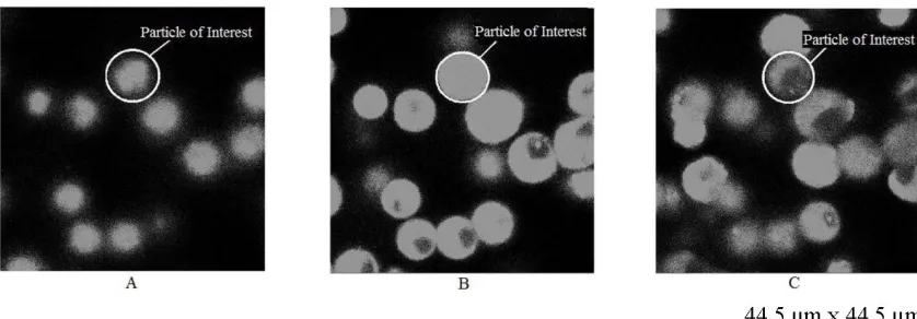 Figure 2.5 - Methodology to obtain the Z position for the Particle of Interest. The dimensions of this volume cell are 44.5 µm by 44.5 µm by 32.2 µm with a Z-step sampling size at 0.17 µm