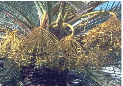 Table 2. Composition of date palm fruit juice. 