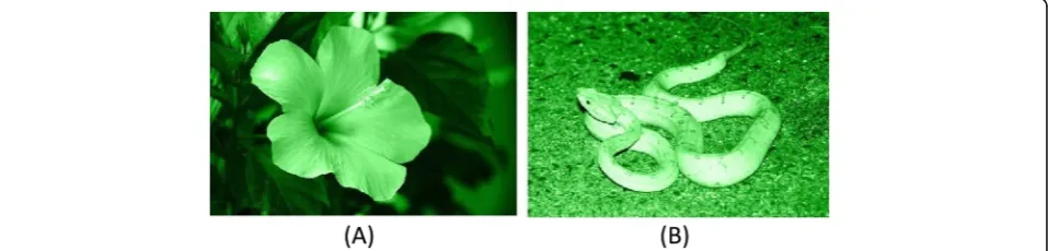 Fig. 1 Examples of the stimuli used in the experiment. a image of flower in green and b image of snake in green