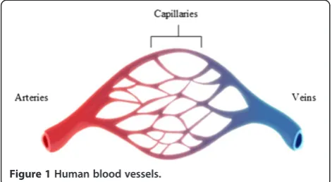 Figure 2 Different views of the human heart surface vessels. (a) Deoxygenated blood vessel