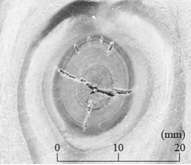 Fig. 10. Example of knot containing cracks (Japanese larch)