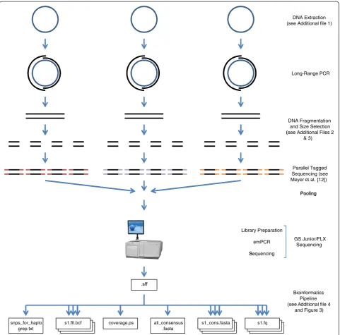 Figure 1 Overview of the A to Z method for high-throughput DNA sequencing of complete human mitochondrial genomes