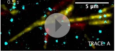 Figure 4. hKif15-eGFP can transport short microtubules as a cargo. Kymographs showing examples of processive (left) and tug-of-war-type transport (right), with an overview image of the crosslinked microtubules on top