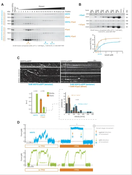 Figure 5. hTpx2 inhibits hKif15 motility by increasing its microtubule affinity. (A) Formation of a stable hKif15/hTpx2 complex occurs only at low µM concentration of Tpx2