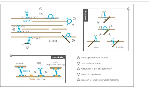 Figure 6. Schematic model summarising the biophysical and biochemical properties of hKif15 and illustrating how the motor may operate within a k-fibre (parallel microtubule bundle)