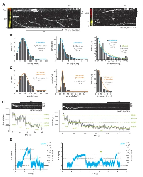 Figure 2. hKif15 is a processive tetramer. (A) Kymographs showing typical behaviour of eGFP-labelled hKif15 motors on GMP-CPP stabilised microtubules (processive movement–P, diffusion–D, plus-end dwelling–asterix, processive minus-end directed movement–MP)