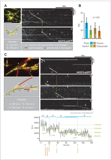 Figure 3. hKif15 effectively switches microtubules at intersections. (A) Kymographs showing the processive switch of an eGFP-labelled hKif15 motor at a microtubule–microtubule intersection
