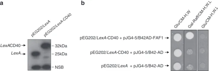 Figure 1CD40–FAF1 interaction in yeast two-hybrid system. (construct were grown under glucose inducible media
