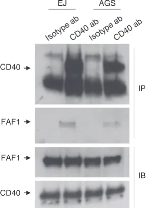 Figure 3Endogenous FAF1–CD40 interaction in EJ and AGS cells. Total proteinbeads (Amersham) (1:1 slurry, prewashed in co-immunoprecipitation lysis buffer), and40expression to ensure equal input of total protein lysate in each tube
