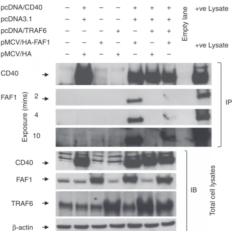 Figure 7TRAF6 overexpression abrogates CD40–FAF1 interaction. HEK293Hepes pH 7.4, 1 mM Nauntransfected as a negative control