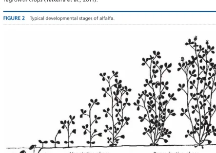 FIGURE 2 Typical developmental stages of alfalfa.