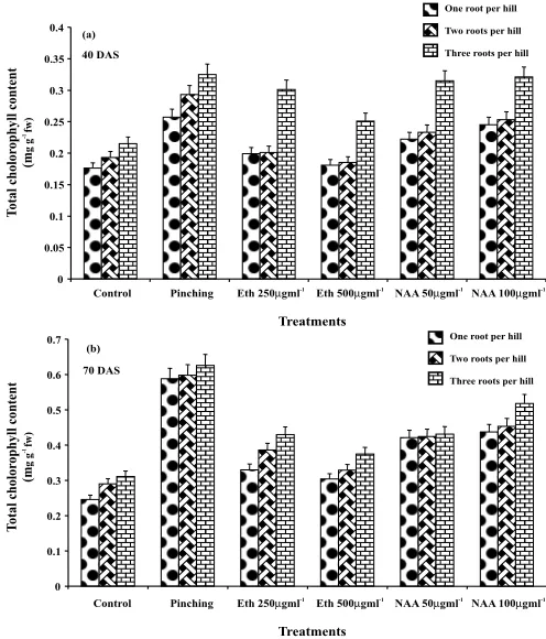 Fig. 1.Total Chlorophyll content in leaves of safed musli at 40and 70 DAS as influenced by number of roots and foliarapplication of PGRs