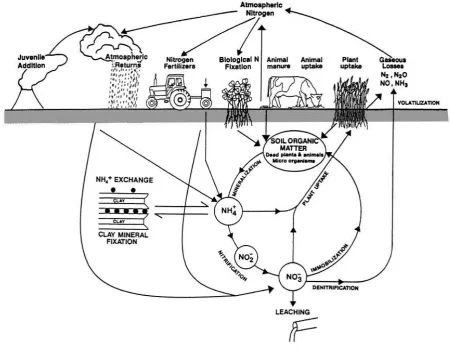 Figure 2.1 Nitrogen cycling in agroecosystems (Di & Cameron 2002b). 