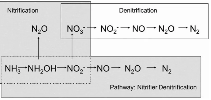 Figure 2.3 Microbial inorganic N transformation pathways in soil (Wrage et al. 2001).  