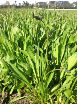Figure 2.7 A photo taken in October 2016 of plantain growing at the Lincoln University Research Dairy Farm, showing the leaves and scapes (flowering stems)