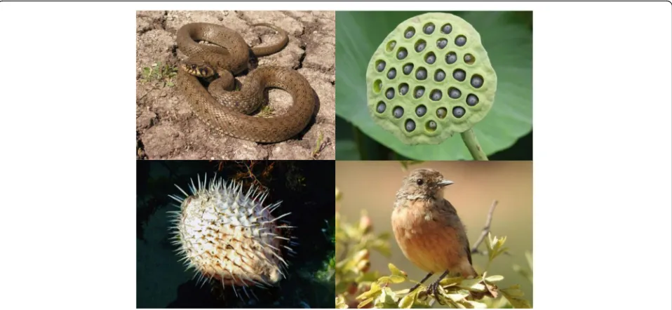 Fig. 1 Illustrative examples of snake, trypophobic, poisonous animal, and small bird stimuli