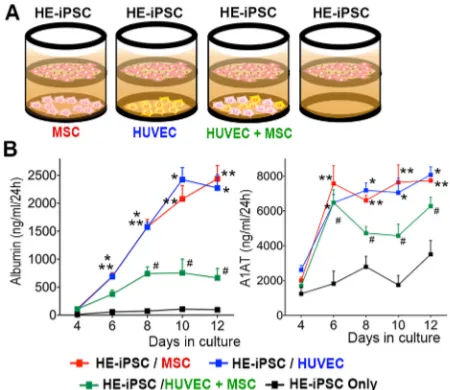 Fig. 3. Hepatic differentiation of HE-iPSCs induced by paracrine signalsof MSCs and/or HUVECs.HUVECs versus HE-iPSCs only; **micropore membrane insert to separate the upper and lower chambers.Hepatic-specified endoderm iPSCs (HE-iPSCs) were plated in the u